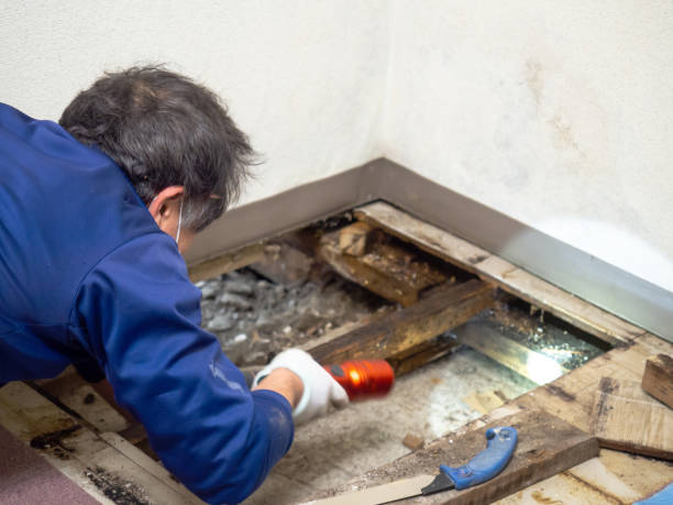 Home Mold Removal in Glenwood, GA