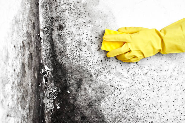 Mold Testing and Removal in Glenwood, GA
