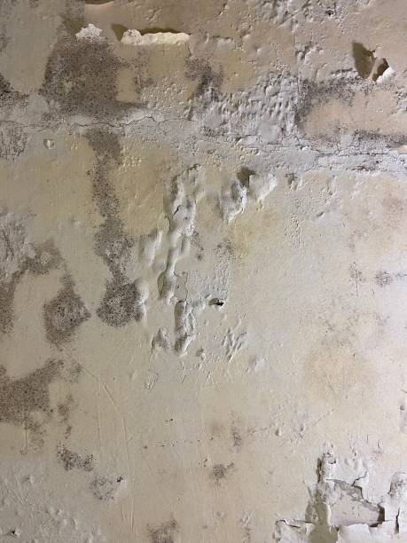 Best Attic Mold Removal  in Glenwood, GA