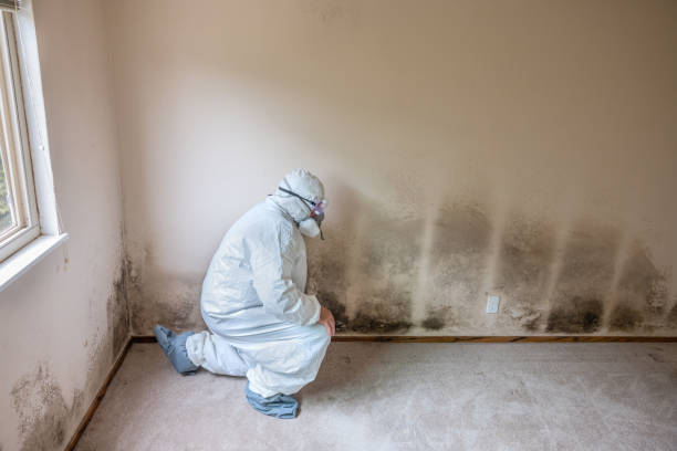 Best Home Mold Removal  in Glenwood, GA