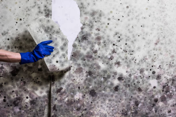 Best Fast Mold Removal  in Glenwood, GA