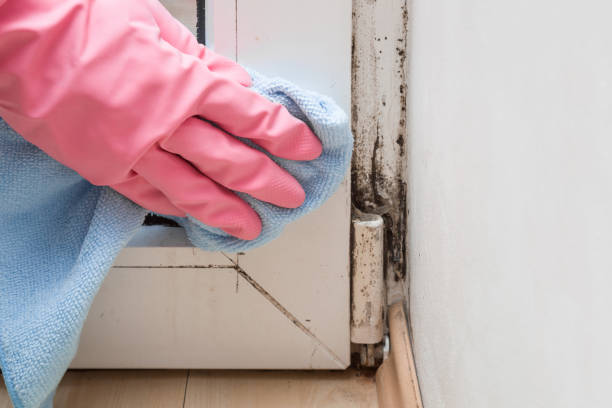 Best Affordable Mold Removal  in Glenwood, GA